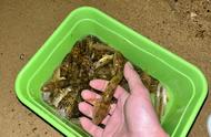 东莞河道虾虎鱼泛滥，钓鱼者疑惑：这种鱼真的有毒吗？
