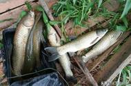 夏季钓鱼攻略：玉米粒饵料与调漂技巧，让大鱼无处可逃