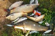 自制钓鱼“小药”：四季通用，饵料窝料必备，纯天然无污染