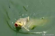 鲤鱼垂钓神器：香甜诱饵配方，轻松钓获大鱼
