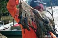 湄公河大虾成灾，一上午钓获几十斤，钓虾者引发羡慕嫉妒恨