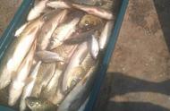 八尔滩水库的海竿钓鱼之旅：200多斤的收获