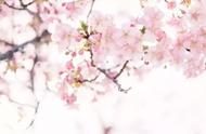 栖霞新晋赏樱胜地：20000+株樱花盛开，美不胜收！