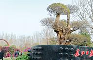 长江日报记者带您领略北京世园会的魅力，湖北园的“镇园之宝”竟是一棵能活2000年的树！
