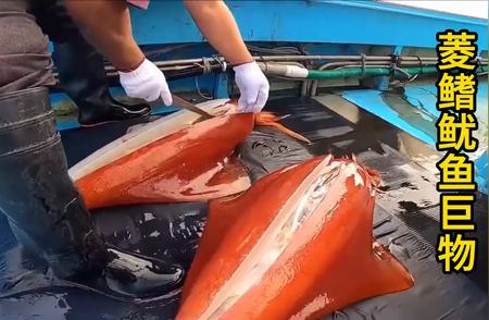 深海钓鱼：渔民用菱鳍鱿鱼捕获巨型猎物！