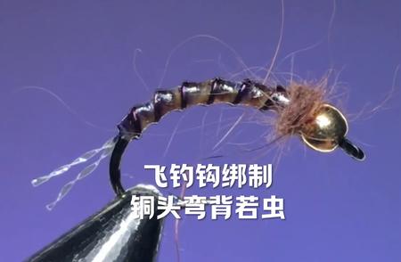 制作飞钓钩：铜头弯背若虫的羽毛特性与鱼的习惯