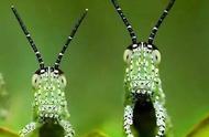 揭秘昆虫世界：蟋蟀、螽斯和蝗虫的别称之谜