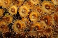「自然探秘」珊瑚的生死之谜：死去却依旧存在