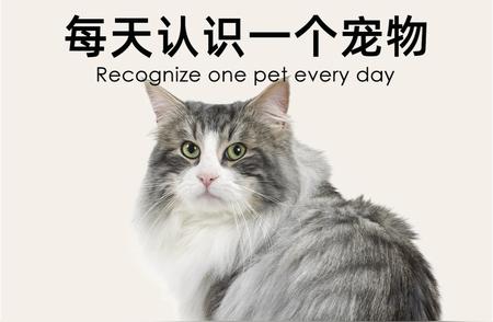 日常学猫课：了解缅因猫，森林的温柔霸主