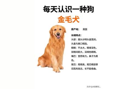 日复一日，与金毛犬的不解之缘