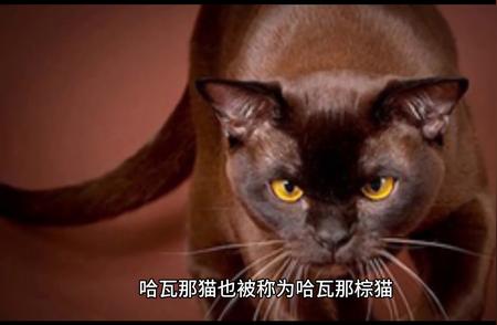 哈瓦那猫：棕色的优雅，英国血统