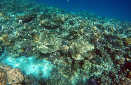 全球珊瑚白化危机：影响范围持续扩散
