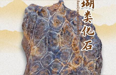 探秘云南：珊瑚化石的地质奇观