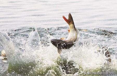 五个常见因素导致钓鱼时鱼儿逃脱，掌握技巧避免空钩
