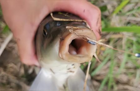 野钓大鲤鱼的终极线组指南