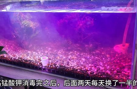 水培植物：养起来轻松，根强净化力佳