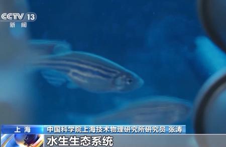 中国空间站首次尝试太空养鱼，选择斑马鱼的原因是什么？