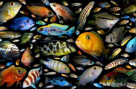 三湖慈鲷：盘点十种最迷人的品种