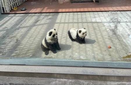 网络爆红：松狮犬化身大熊猫，是否构成欺骗？