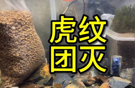 观赏虾界震惊：虎纹虾遭遇大规模灭绝