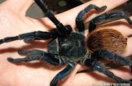 宠物蜘蛛的七种常见疾病，最后一种让人不寒而栗