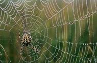 养蜘蛛作为宠物：可能吗？如何保持蜘蛛健康？专家指南