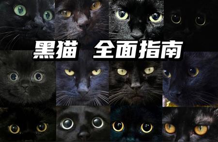 黑猫的神秘魅力：揭开真相