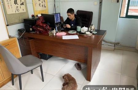 杭州宠物诊所五年救助千只猫狗，所长面临新挑战
