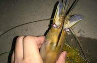 海南河道惊现巨型“怪虾”，半米长，钓鱼者一夜收获十几只