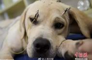 上海宠物诊所：四年针灸艾熏治疗，服务2000猫狗