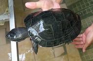 黑颈乌龟：比黄金还珍贵的生物，新生幼崽长什么样？