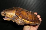探索中国土地上的龟类多样性：一览本土龟品种