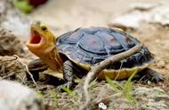 黄缘闭壳龟：探索国宝级龟类的迷人之处