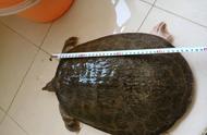 广东钓鱼爱好者意外捕获15斤巨型鳖，售价达2000元