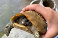 广东惊现珍稀“黄壳龟”，钓鱼爱好者意外捕获一级保护物种