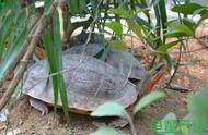 如何设计促进乌龟繁殖欲望的栖息地