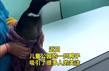 动物医疗模拟：虚拟手术系统无法挽救“求救鸭”的生命