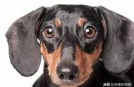 宠物警示：五种常见药物对狗狗的危害！