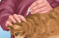 5种必备药物：让您的猫咪健康远离兽医