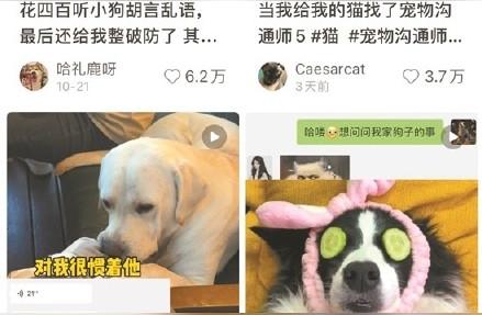 社交媒体新趋势：宠物沟通师如何通过照片与宠物交流？