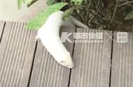 杭州小区惊现奇异白生物，专家揭秘：原来是宠物！