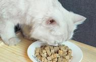 十种适合猫咪食用的人类食品