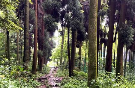 探索成都都江堰：免费徒步之旅穿越隐秘森林！