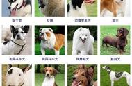 170种狗狗品种大全，你都了解吗？