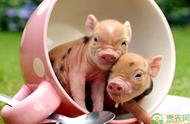 大学女生养小香猪，宠物新选择引领养猪创新潮流！