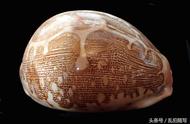贝壳珍藏系列：地图宝螺的奇妙世界