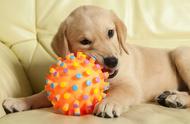 选择合适的玩具：让狗狗快乐玩耍，主人更安心！