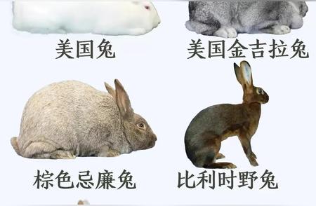 兔子品种全览：分类、特征与饲养技巧