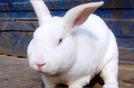 养兔子前必看：獭兔、肉兔和宠物兔的区别