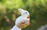 夏季炎热，如何正确护理宠物兔？